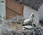 Capi_Dubne_20250626_154003.jpg