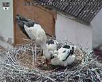 Capi_Dubne_20250626_154502.jpg