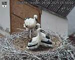 Capi_Dubne_20250626_155002.jpg