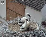 Capi_Dubne_20250626_155503.jpg