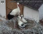 Capi_Dubne_20250626_160503.jpg