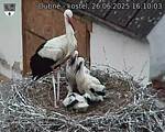 Capi_Dubne_20250626_161003.jpg