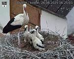 Capi_Dubne_20250626_162503.jpg