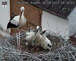 Capi_Dubne_20250626_163003.jpg
