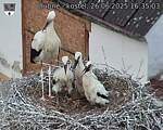 Capi_Dubne_20250626_163503.jpg