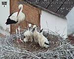 Capi_Dubne_20250626_164003.jpg