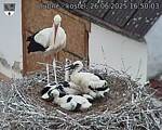 Capi_Dubne_20250626_165003.jpg