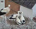 Capi_Dubne_20250626_170502.jpg