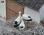 Capi_Dubne_20250626_172504.jpg