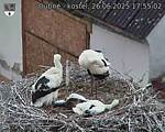 Capi_Dubne_20250626_175502.jpg