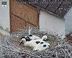 Capi_Dubne_20250626_181004.jpg