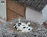 Capi_Dubne_20250626_181502.jpg