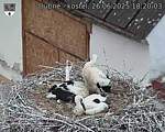 Capi_Dubne_20250626_182003.jpg