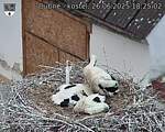 Capi_Dubne_20250626_182502.jpg