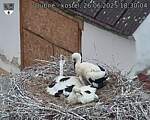 Capi_Dubne_20250626_183004.jpg