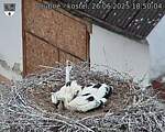 Capi_Dubne_20250626_185004.jpg