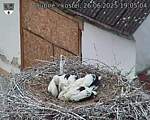 Capi_Dubne_20250626_190504.jpg