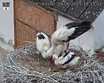 Capi_Dubne_20250626_191502.jpg