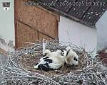 Capi_Dubne_20250626_193002.jpg