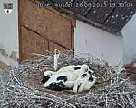 Capi_Dubne_20250626_193504.jpg