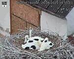 Capi_Dubne_20250626_195503.jpg