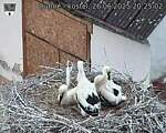 Capi_Dubne_20250626_202502.jpg
