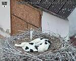 Capi_Dubne_20250626_203503.jpg