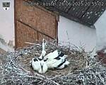 Capi_Dubne_20250626_205502.jpg
