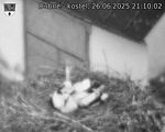 Capi_Dubne_20250626_211002.jpg
