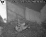 Capi_Dubne_20250626_212502.jpg