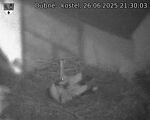 Capi_Dubne_20250626_213003.jpg