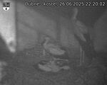 Capi_Dubne_20250626_222002.jpg