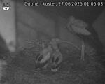 Capi_Dubne_20250627_010503.jpg