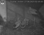 Capi_Dubne_20250627_020503.jpg