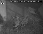 Capi_Dubne_20250627_021002.jpg