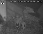 Capi_Dubne_20250627_024003.jpg