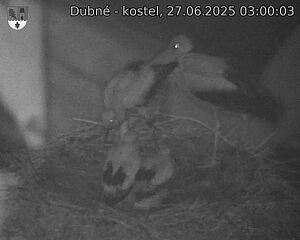 Capi_Dubne_20250627_030003.jpg (1350 x 1080)