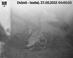 Capi_Dubne_20250627_040003.jpg