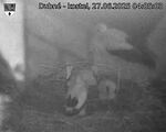 Capi_Dubne_20250627_040503.jpg