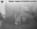 Capi_Dubne_20250627_041002.jpg