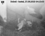 Capi_Dubne_20250627_041503.jpg