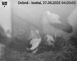 Capi_Dubne_20250627_042003.jpg