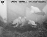 Capi_Dubne_20250627_042502.jpg