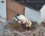 Capi_Dubne_20250627_050502.jpg