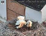 Capi_Dubne_20250627_051003.jpg