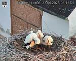 Capi_Dubne_20250627_051503.jpg