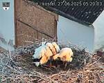 Capi_Dubne_20250627_052003.jpg