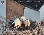 Capi_Dubne_20250627_054003.jpg