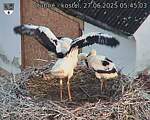 Capi_Dubne_20250627_054503.jpg
