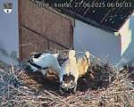 Capi_Dubne_20250627_060003.jpg